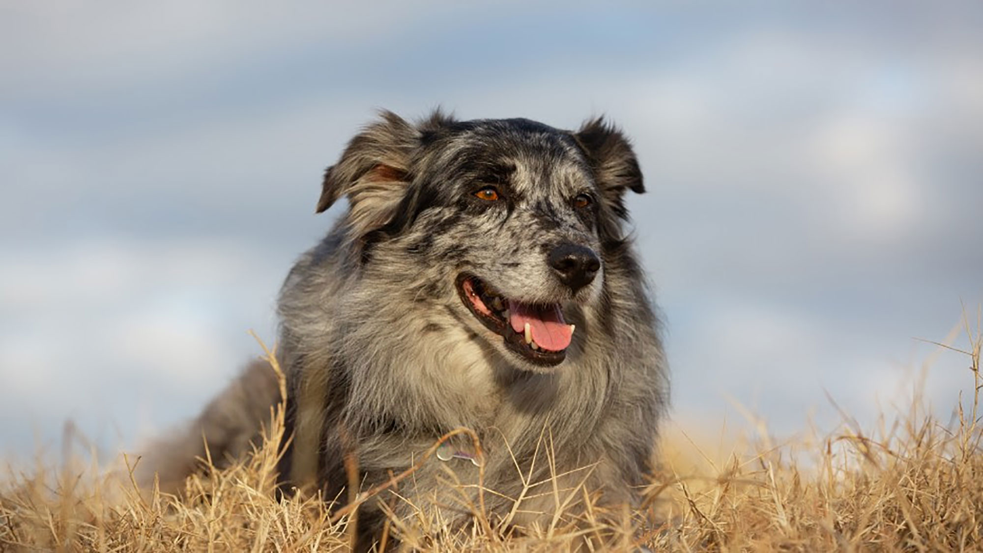 Farm Bureau Farm Dog of the Year nominations now open AGDAILY