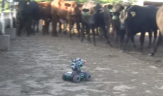 Cows are fascinated with Farmer Derek’s new DJI Robomaster