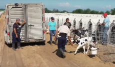 Fair Oaks Farms releases animal welfare progress updates