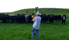 Cows are drawn to Derek’s ‘Old Town Road’ on the trombone