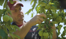 An Indiana apple farmer’s journey and how the Gator XUV835 helps
