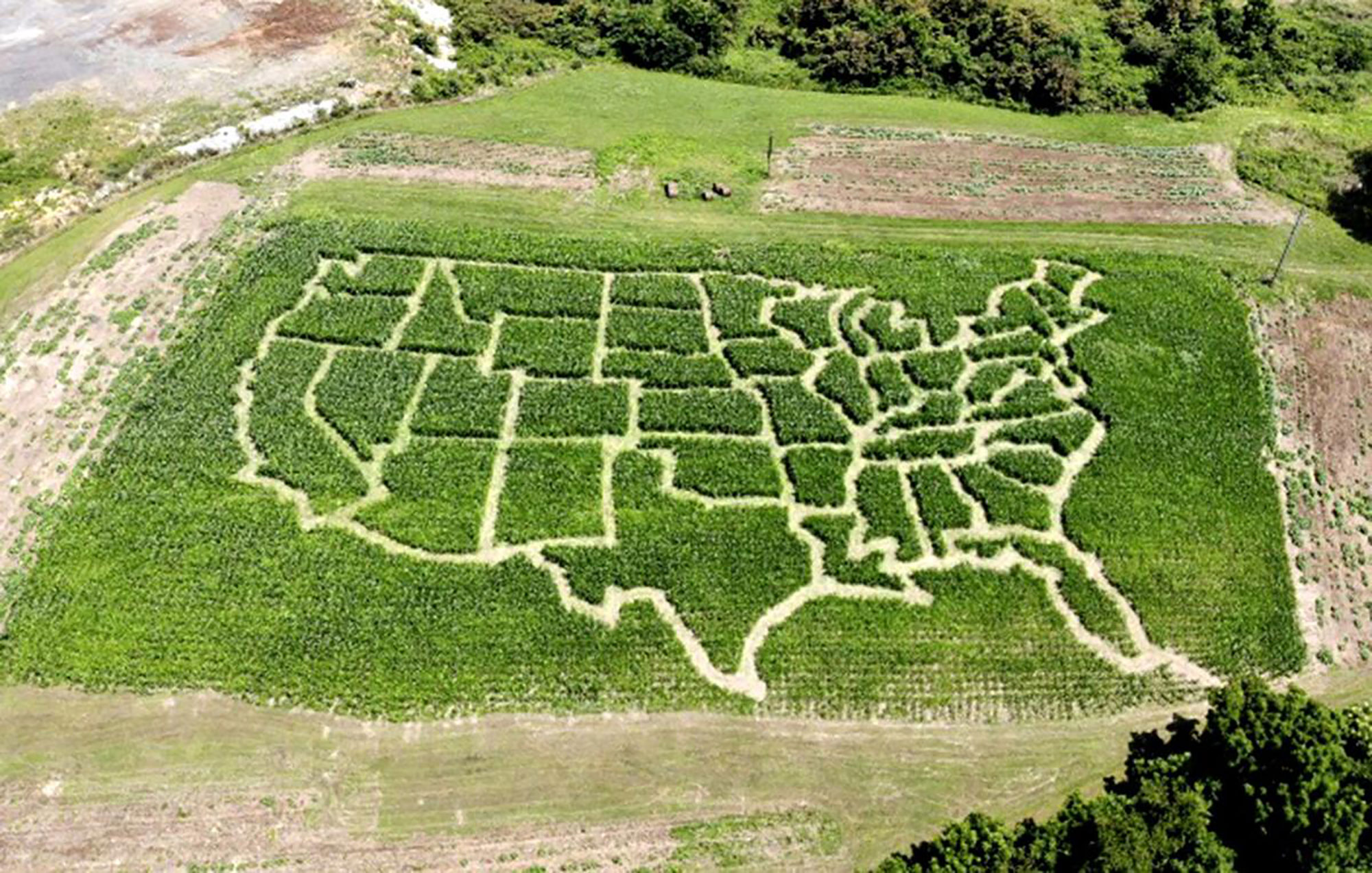 Corn maze shaped like U.S. states is gaining lots of ...