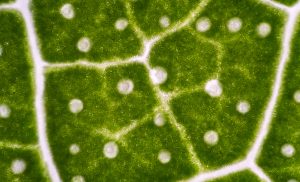 plant cells
