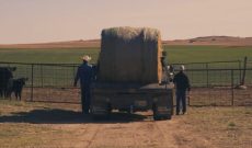 Ranching provides a great example of family & perseverance
