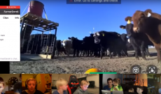 Kids feed Farmer Derek’s cows with a robot from their home
