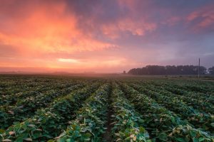 soybean field