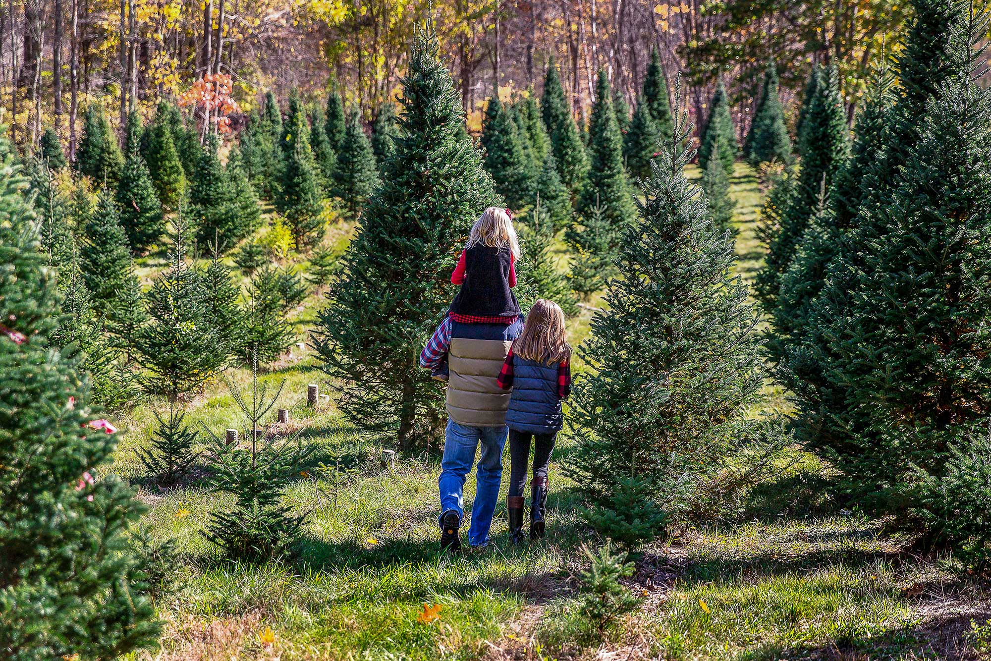 christmas tree seedlings