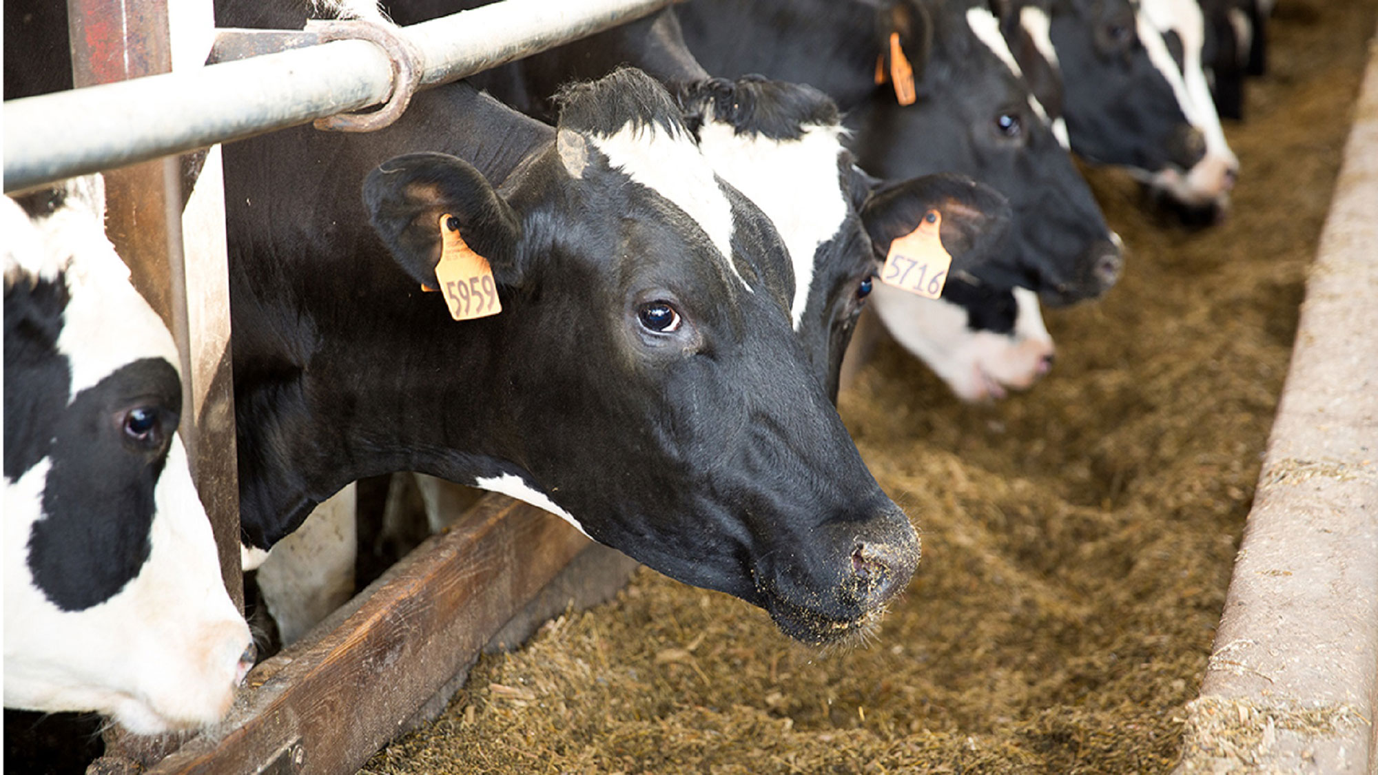 research-shows-increase-in-feed-efficiency-with-unique-corn-silage