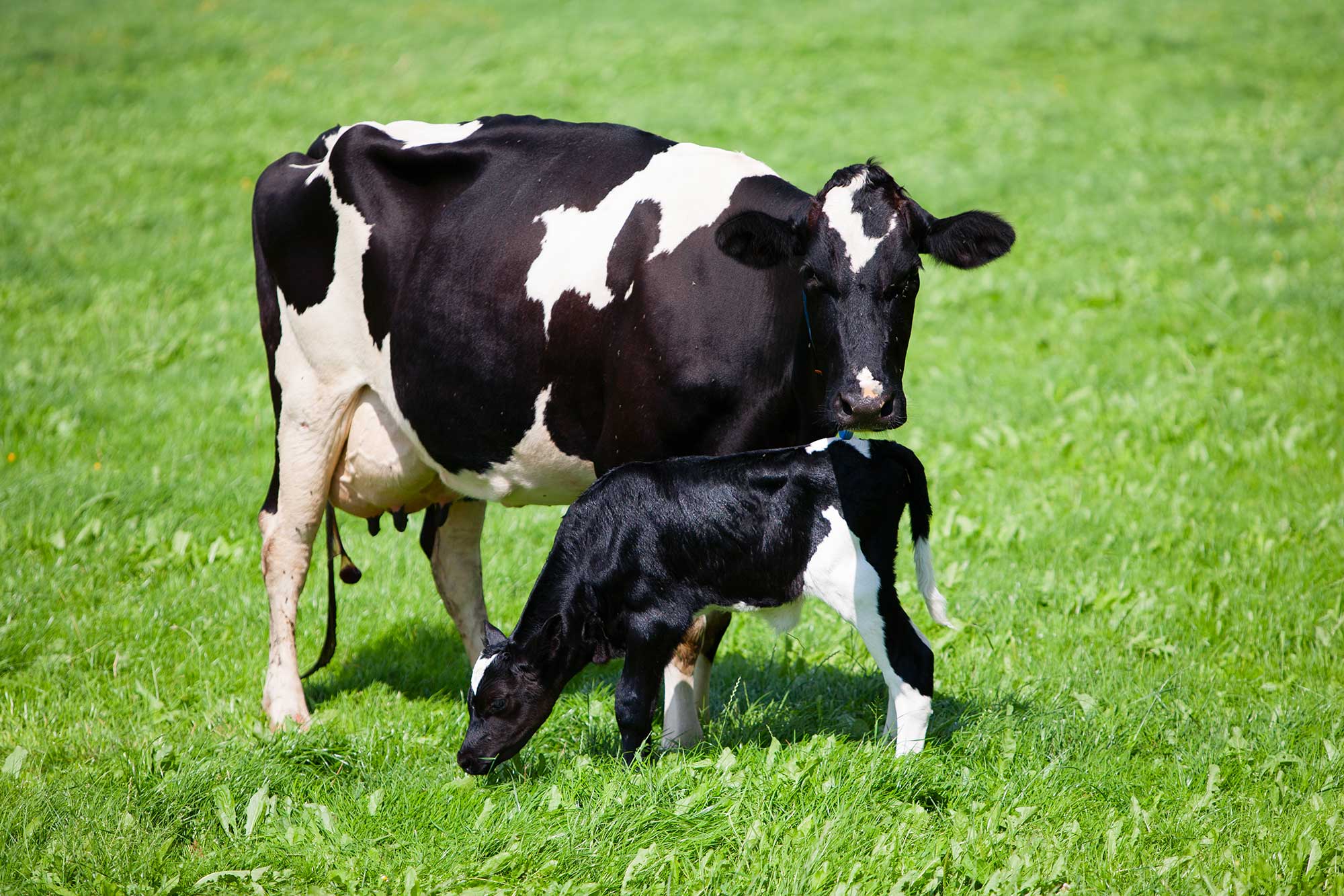 Research shows dairy farms reducing environmental footprint - AGDAILY