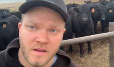 Peterson Farm Bros. explain why ranchers separate calves and cows