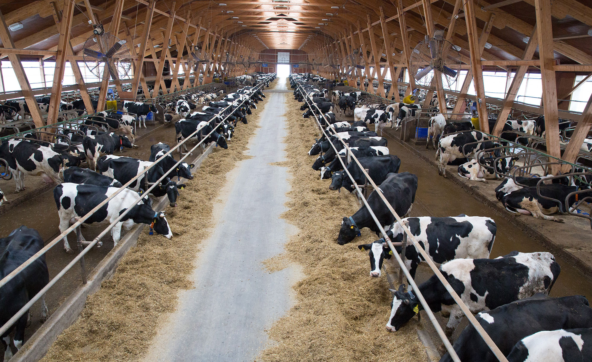 Where Is Dairy Farming Most Common In The World