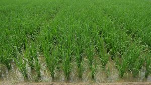 The Golden Rice Project