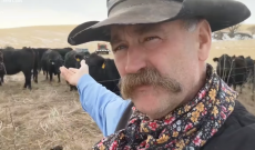 Cattle’s ability to up-cycle protein is a wonder to behold