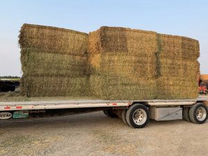 go seed alfalfa