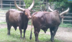10 physically impressive cattle breeds