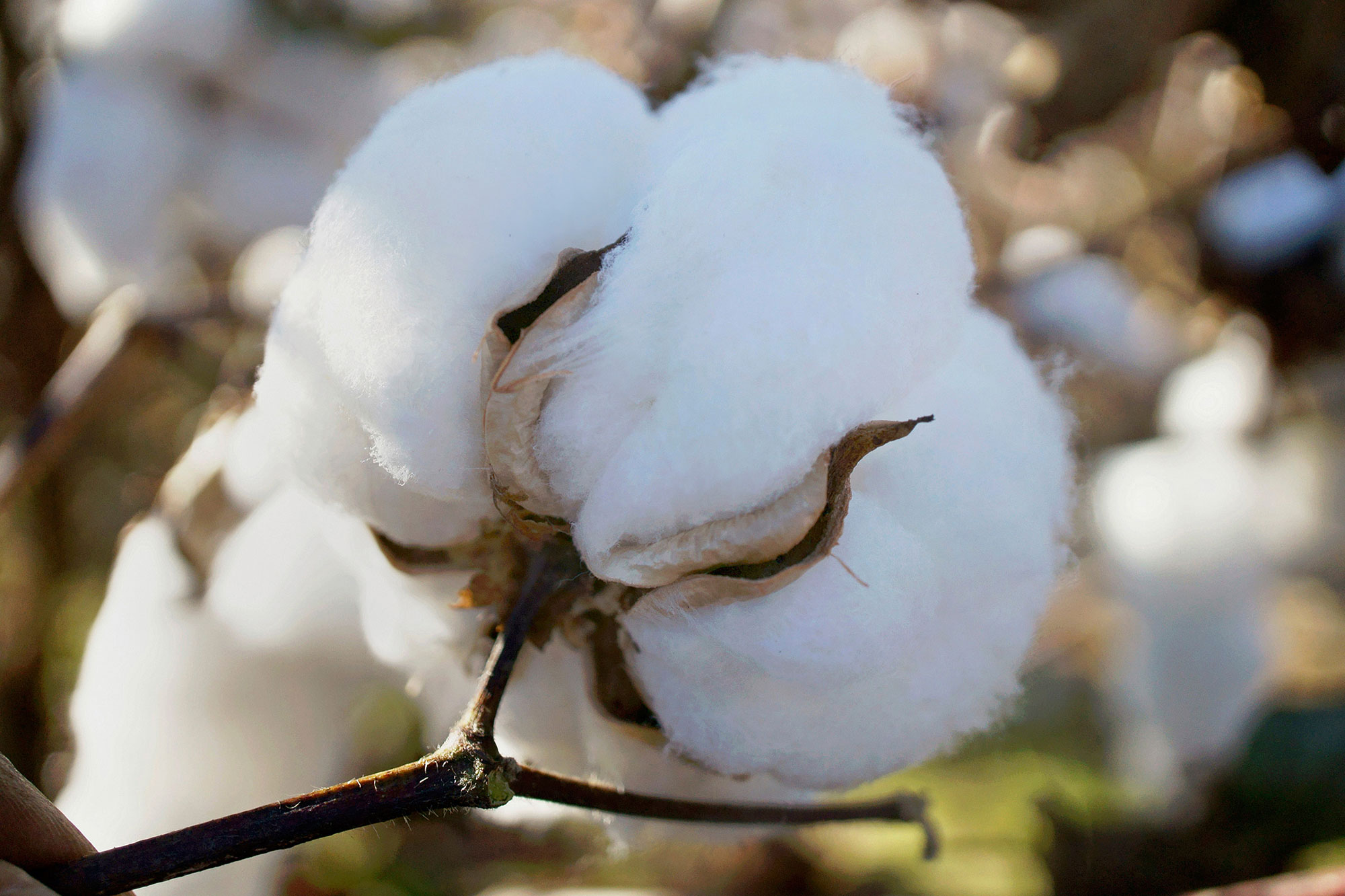 Pima cotton could help Texas farmers in dry conditions - AGDAILY