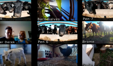 When your office is a farm, this is what a Zoom meeting looks like