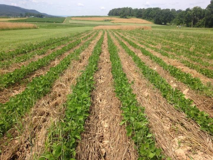 Research: Organic soybean growers can be competitive using little or no tillage - AGDAILY